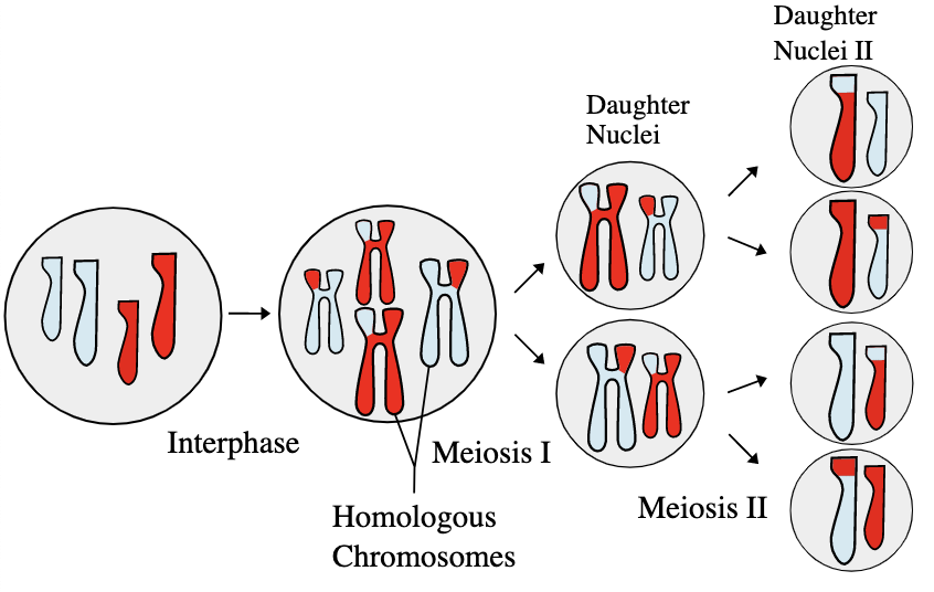 Meiosis image