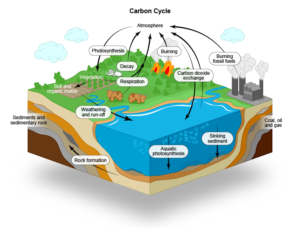 carbon cycle image