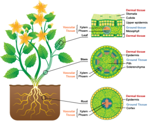 Plant tissues image