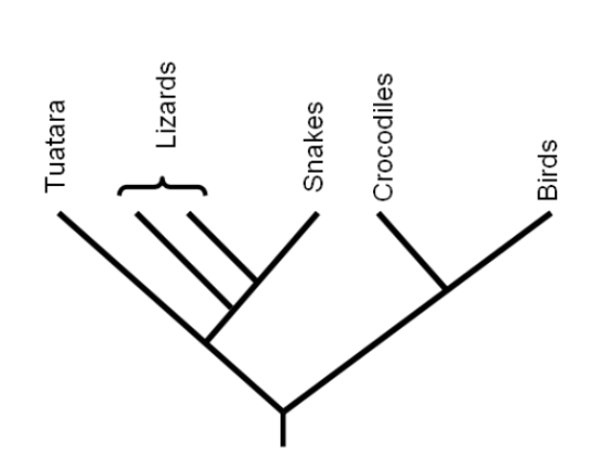 cladogram image