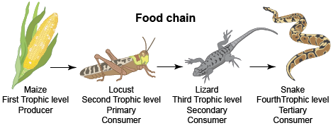Food Chain image