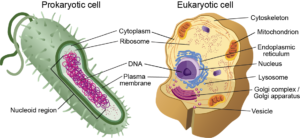 Prokaryotic vs eukaryotic cells